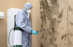 Why You Should Choose Our Mold Remediation Services in Tolono, IL